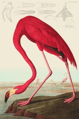 American Flamingo - artwork in frame preview
