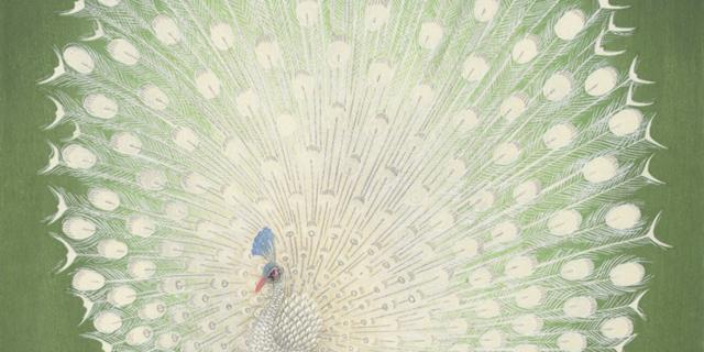 Albino Peacock
