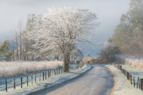 Horizontale winterfotografie van een bevroren pad tussen sneeuw en kale bomen in zachte pastelkleuren