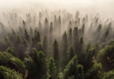 Horizontale natuurfotografie met mistige dennenbossen en zonsopgang in de Rodna bergen