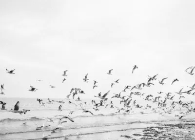 Seagulls - Coastal black and white