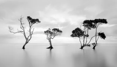 Zwart-wit horizontale foto van drie bomen langs de kust bij Moreton Bay, Australië met kalm water en strak contrast