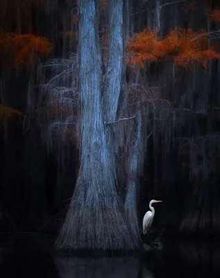 Caddo Lake 2
