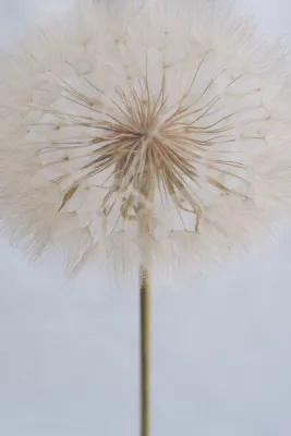Verticaal botanische natuurfoto van een delicate pluizige paardenbloem in zacht licht