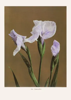 Verticale illustratie van bruine iris bloemen in een Japans buitenlandschap met botanische details