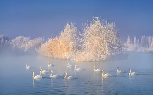 Swan Lake