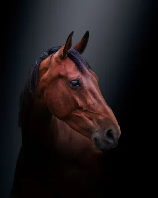 Verticale foto van een bruin paard in de buitenlucht met een rustige, natuurlijke achtergrond
