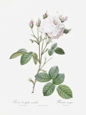 Vintage botanische illustratie van een witte koolroos met groene bladeren in een Provençaalse tuin