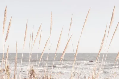 Horizontale foto van kustlijn met wuivend riet, beige zand en kalme zee onder een heldere horizon