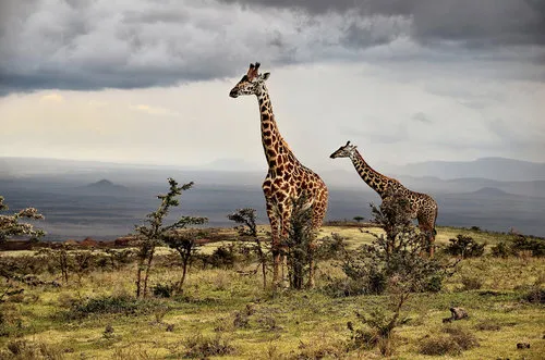 Horizontale foto van een giraffe in de savanne van Tanzania met wilde dieren en natuur op de achtergrond