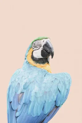 Blue Macaw