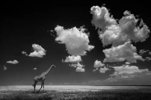 Zwart-wit foto van een eenzame giraffe in Afrika onder een bewolkte lucht