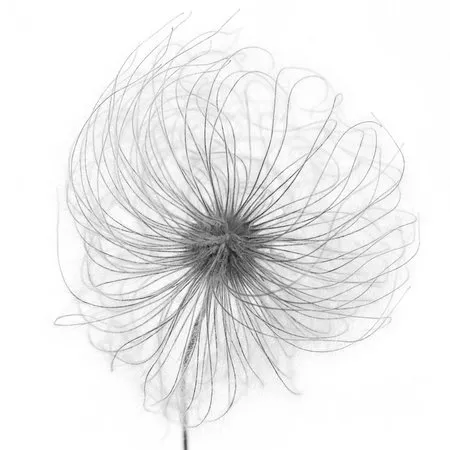Zwart-wit macrofoto van een fluweelzacht clematis zaadhoofd tegen een effen witte achtergrond