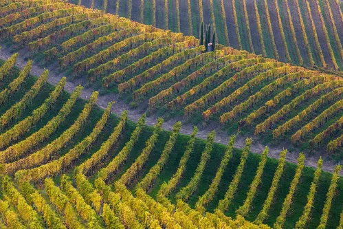 Vineyards