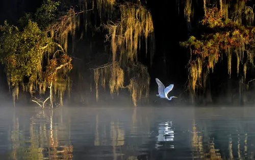 Horizontale foto van een witte reiger die vliegt boven mistig water bij zonsopgang in het natuurgebied Caddo Lake