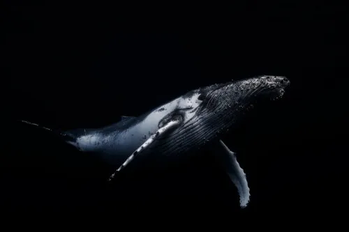 Black &amp; Whale