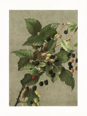 Verticale illustratie van bramen in een groene buiten scène door onbekende kunstenaar