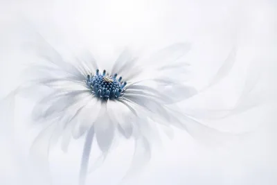 Macrofotografie van cape daisy bloem in hoog sleutelpalet van blauw en wit, horizontale botanische wanddecoratie