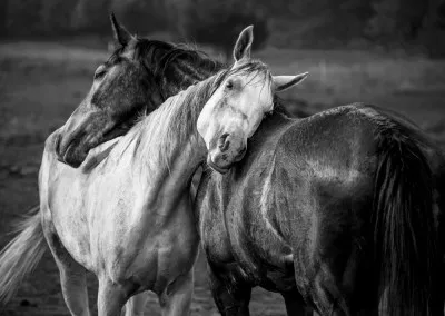 Monochrome horizontale foto van twee paarden in een yin yang omhelzing tijdens zachte zomerregen bij Vitosha