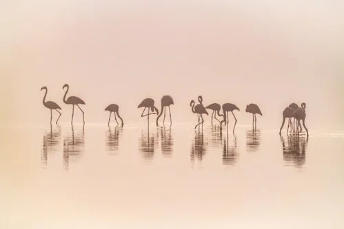 Horizontale foto van roze flamingo’s in mistige Serengeti bij water met zachte pastelkleuren
