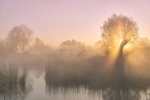 Horizontale foto van een mistige rivier met riet en bomen bij zonsopgang in een Nederlands wetland