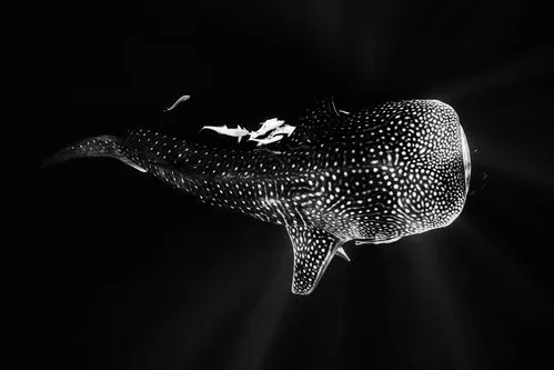Black and Whale Shark