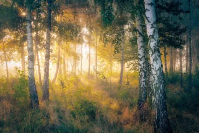 Horizontale foto van een mistig herfstbos met zonnestralen die door de bomen schijnen