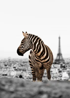 Verticaal kunstwerk van zebra voor stedelijke gebouwen met Eiffeltoren in de achtergrond