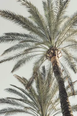 Verticale fotografie van een palmboom in zomerse natuurlijke omgeving met zacht licht en groene bladeren