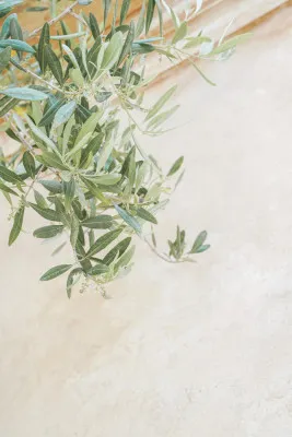 Olive Tree Leaves