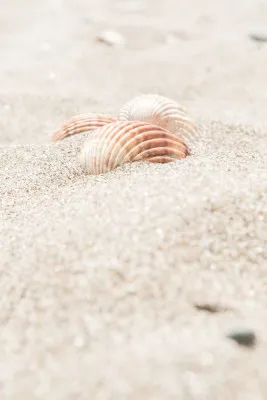 Verticale close-upfoto van zand en schelpen op het strand in zacht zomers licht