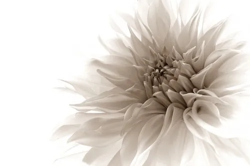 Horizontale monochrome macrofotografie van een dahlia met highkey verlichting en sepia tinten