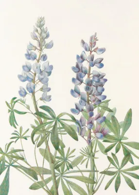 Sundial Lupine From North American Wildflowers (1925) By Mary Vaux Walcott