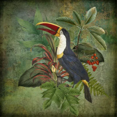 Toucan