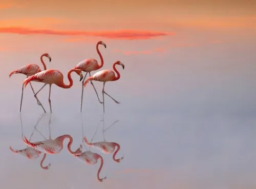flamingos family