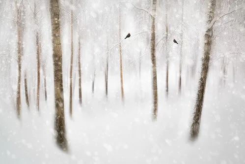 Horizontale fotografie van besneeuwde berkenbomen met vogels in een rustig winters landschap