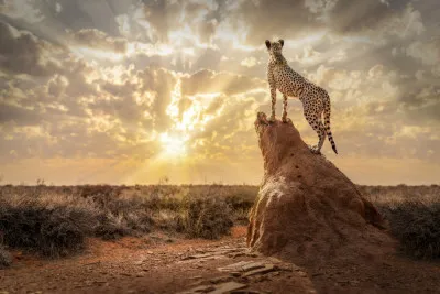 Horizontale foto van een cheetah in de Namibische savanne bij zonsondergang met wolken en zonnestralen