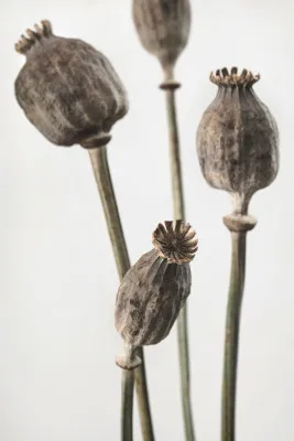 Verticale foto van gedroogde papavers en botanische zaaddozen tegen een zachte beige en grijze achtergrond