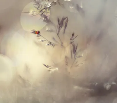 Macrofotografie van een rood lieveheersbeestje op gras met zachte bokeh, door Heidi Westum