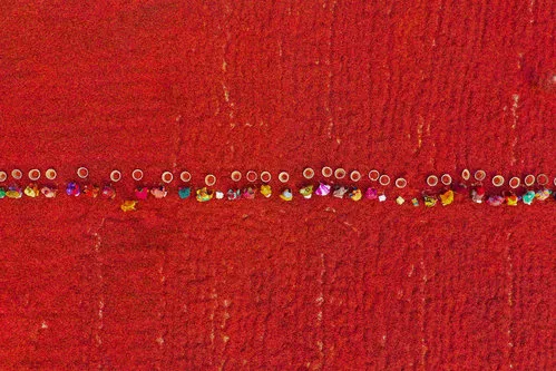 Pickers line up to sort chillis