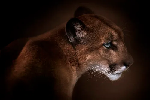 Horizontale fotografie van een puma in natuurlijke buitenomgeving met zachte aardetinten