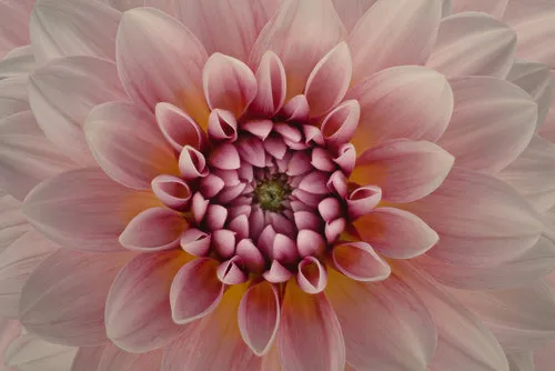 Close-up horizontale foto van een roze dahlia bloemblaadjes in zachte pastelkleuren met natuurlijk licht