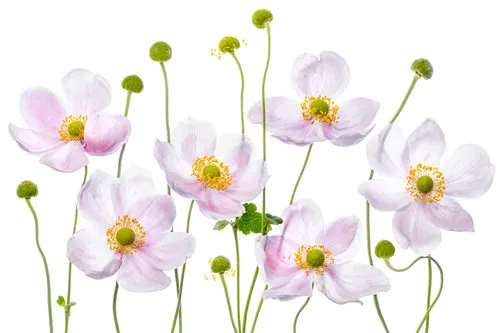 Horizontale foto van Japanse anemonen met roze bloemen in een zomerse tuin