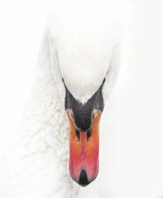 Verticaal portret van een zwaan met witte veren en een oranje snavel in een bevroren, besneeuwde natuuromgeving