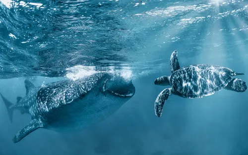 Onderwater scène met walvishaai, schildpadden en zonnestralen in de Filipijnen