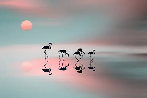 Horizontale foto van een groep flamingo's als silhouetten bij een roze zonsondergang met reflecties in het water