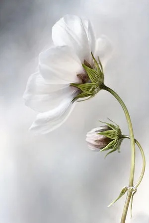 Macrofoto van witte lentebloemen en bloemknoppen in een helder buitenlicht, verticaal stil leven