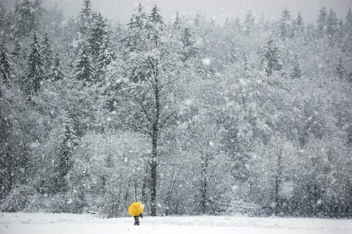 Winterlandschap met mensen en gele paraplu’s in een besneeuwd bos, horizontale foto