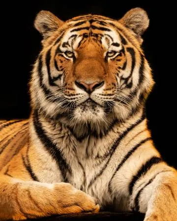 Verticaal portret van een tijger in Afrika met een donkere achtergrond en scherpe, indringende blik