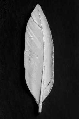 Minimalistische zwart-wit foto van een vogelveer tegen een donkere achtergrond in verticale compositie